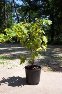 Thompson Seedless Grape 1 Gal. Live Healthy Vine Plants Vines Plant 