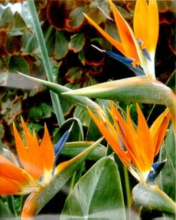 Orange Bird of Paradise 10 Seeds Strelitzia Elegant