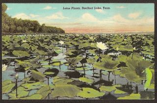    Reelfoot Lake Lotus Plants hunting fishing sports Postcard Ca 1910