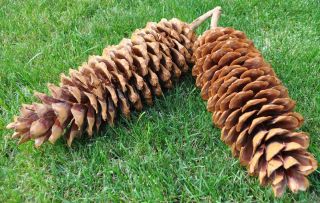 Oregon Genuine Premium Big Sugar Pine Cones CLEANED READY FOR USE
