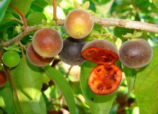 Live Ketembilla Fruit Tree Ceylon Gooseberry Seedling