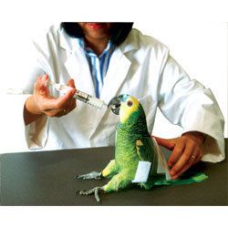   Bird Restrainer Large Medicate Exam Nail clipping Feeding Wings