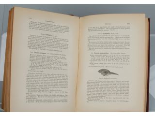 1889   The Fauna of British India, Including Ceylon and Burma. Birds 