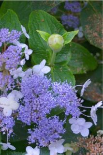 Blue Bunny Hydrangea Shrub Flowering Shrub Potted Proven Winners