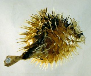 Tropical Ocean Puffer Blowfish Porcupine Fish Sea Tiki Decor