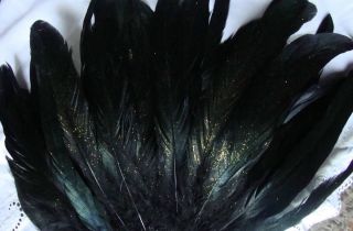 20 6 8 Stardust Black Rooster Coque Tail Feathers