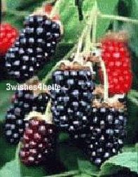   Marionberry Blackberry Vine Bush Live Plants Edible Sweet Fruit