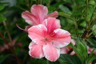 Azalea Dogwood Variety Pink Flowering Shrub Ten Plants