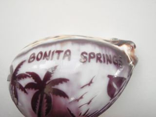 Bonita Springs Hand Carved Cowrie Sea Shell 8 Pcs Lot