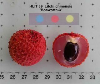 LYCHEE ~ BOSWORTH 3 ~ Litchi chinensis Edible Tropical Fruit Tree LIVE 