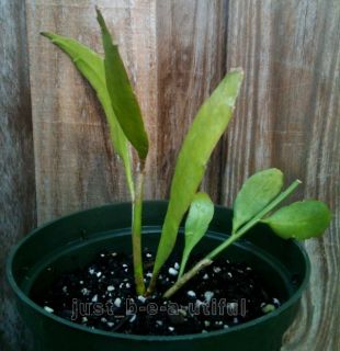 ON SALE) Epiphyllum Oxypetalum FRAGRANT Rooted NEAR BLOOMING Orchid 