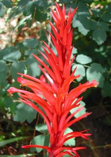 RARE Unusual Pitcairnia Ringens Stunning Bromeliad