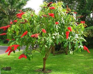 chaconia inflorescences show leaf shaped bright colored calycophylls 