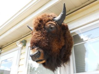 Buffalo Bison Head Mount Taxidermy