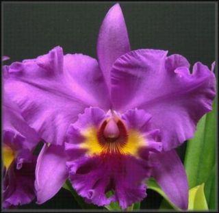 Lavender Cattleya Orchid Plant Will Have 9 inch Blooms Larger Pot BLM 