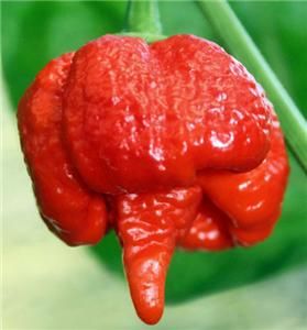 Trinidad Butch T Chili Seeds Worlds Hottest Pepper Capsicum Chinense 
