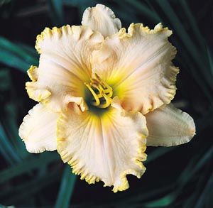 NICOLE CABRERA   DF   L1H   Petit 1998   DAYLILY