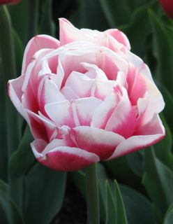 PEONY TULIP BULBS WIROSA FRAGRANT RED & WHITE PERENNIAL FLOWERS 