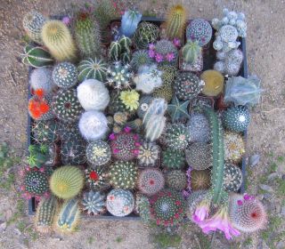 LOT 36 MISC CACTUS COLLECTION 36 CACTI SPECIMENS