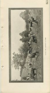 After The Harvest Over Cattle 1905 Printed Photo 6x12