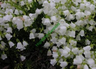 Campanula White Baby Fairys Thimbles Bellflower Perennial Alpine 