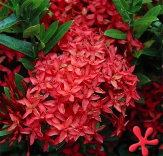 Ixora Plant Dwarf Red Taiwanensis Bargain Starter Packs