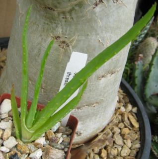 Aloe thraskii Single Trunk Tree Smooth Leaves Succulent Plant