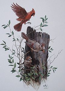 Cardinal Family by Don Balke Wildlife