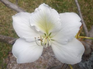Bauhinia Variegata Candida White Orchid Tree Seeds