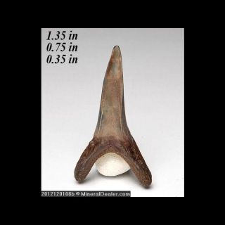 fossil shark tooth sand tiger shark carcharias taurus location florida 