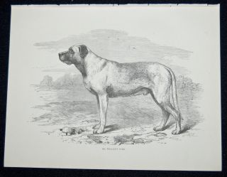 Shaw Cassells Book of The Dog 1890 Wallaces Turk