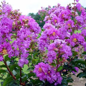 PG Crepe Myrtle Catawba purple flowers actual picture of plants great 