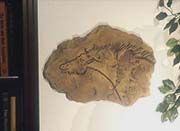 CAVE ART Copy Paleolithic HORSE PETROGLYPH 15,000 BC from Lascaux Cave 