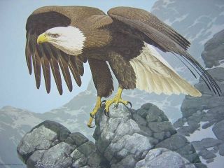 Guy Coheleach Bicentennial Bald Eagle Raptor Mini Print