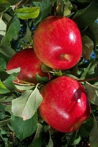   Honeycrisp Apple Fruit Tree Sweet Juicy Tart Apple Tree Plant