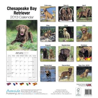 Kalender 2013 Chesapeake Bay Retriever