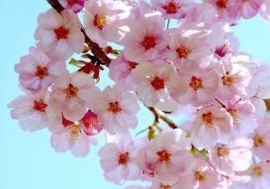 10 Japanese Cherry Tree Pink Cloud Oriental Sweet Prunus Serrulata 