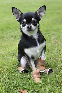 Dog Boots Dog Shoes Chihuahua Boots Small Dog Boots D UGG Boots for 