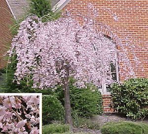 New Dwarf Weeping Cherry Tree Pink Spring Flowers 6 8 Japanese Garden 