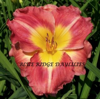 Charming Charlie DF L3I Bomar 2001 DAYLILY