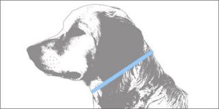 For choke collars, measure the circumference of pet’s neck and add 2 