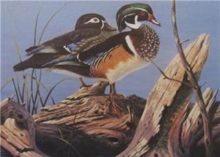 Evening Splendor Wood Duck Print by Derk Hansen 6 75 x 5