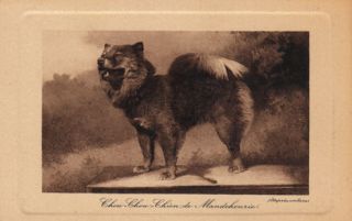   Postcard French Very RARE Chow Chou Chien Dog Old World Paris