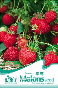 50 Chinese Strawberry Seeds Delicious Fruits B003