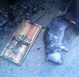   Wooden Rat Trap M201 M200 Kill Rodents Gopher Chipmunk Snap USA