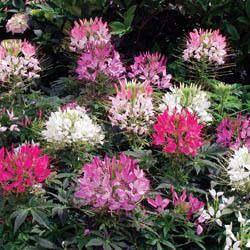 250 Mixed Colors Queen Cleome Spider Flower Seeds Gift