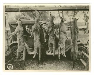 Vintage 1922 Hunter Cleve Miller 5 Hanging Mountain Lions Apache Nat
