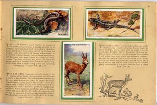 Tobacco Card Album & Cards, John Player,ANIMALS OF THE COUNTRYSIDE