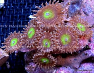 Live Coral Exotic GB Star Stripe Zoanthid Polyp Colony