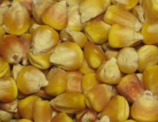  Favorite Yellow Heirloom Field Corn Maize Zea Mays Seed